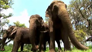 By 2018, all of Ringling Bros.’ elephants will transition out of performing in the circus and will move to the Ringling Bros. Center for Elephant Conservation. There they will get to live & socialize with the herd of 42 elephants, as well as participate in the breeding & research programs that have been, and will continue to be, at the forefront of protecting this amazing species from extinction. Interested in learning more? See what the Center is all about here! | Ringling Bros. and Barnum & Ba