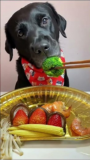 My Dog LOVES This Food – Top Picks for Happy Meals 🐶