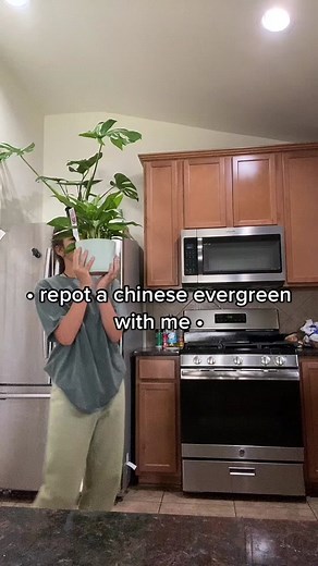 Chinese Evergreen Plant Repotting Guide