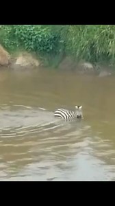 69K views · 1.1K reactions | Best Animal & Nature on Reels | Facebook