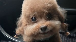 Dog Singing In Chinese / Dog Rapping Skai Isyourgod | Know Your Meme