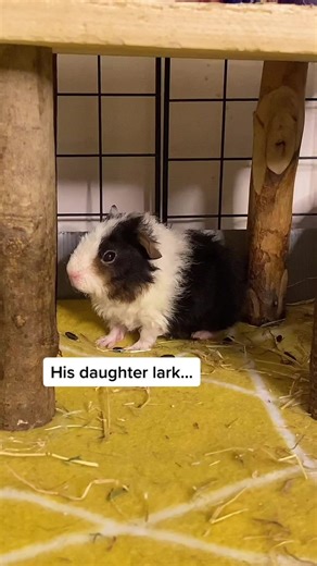 Guinea Pig Birth Experience: Meet Lark the Baby