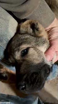 3 weeks on the homestead and Aryah is growing rapidly #narrowayhomestead #offgrid