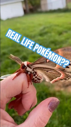 🦋 Real Life Pokémon? Meet the Giant Cecropia Moth 🦋