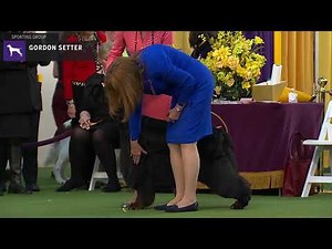 Setters (Gordon) | Breed Judging 2020
