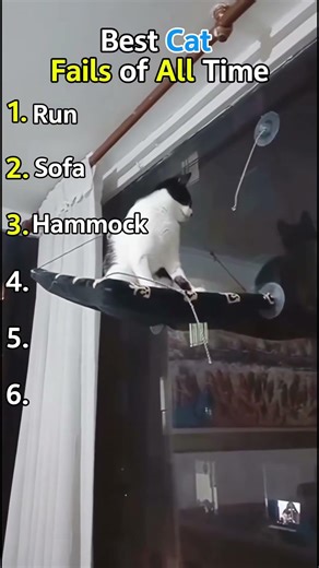 Ranking Best Best Cat Fails of All Time