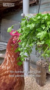 Discover Rachel's top tips for sowing the parsley seeds that came free with our May issue 🌱 You'll find extra seed sowing advice on all the seeds we're giving away this year here: http://spr.ly/6186d4EbE | BBC Gardeners' World Magazine