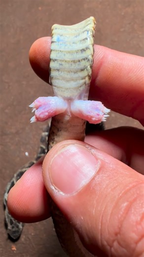 Sergio Antunez Rossi on Instagram: "🐍 ¿Sabías que las serpientes tienen dos órganos reproductores? Se llaman hemipenes y son exclusivos de los machos. 🔍 Permanecen ocultos en la base de la cola y se evierten solo durante la reproducción. ⚠️ Aunque son dos, se usa uno por vez. 🧬 Su forma es única en cada especie, por eso los científicos los usan para identificación y clasificación. 💡 La naturaleza no repite diseños: cada detalle cumple una función. Sabías este dato