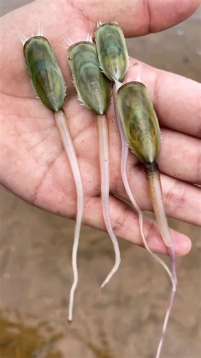 ৫০০ মিলিয়ন বছরের জীবিত রহস্য | Sea Bean Sprout বা Lingula আসলে কী? 😱