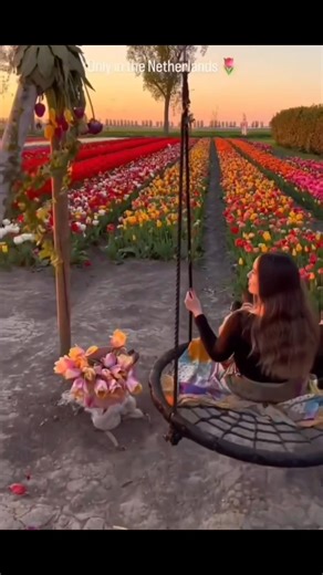 Only in the Netherlands: The Most Beautiful Tulip Fields🌷