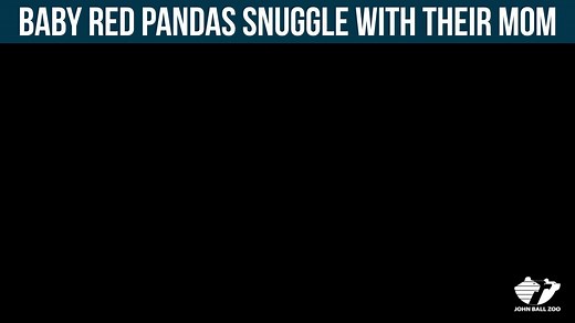 The red panda triplets in Grand Rapids are a little over a month old and are still spending all their time with Wasabi, their mother. | MLive.com