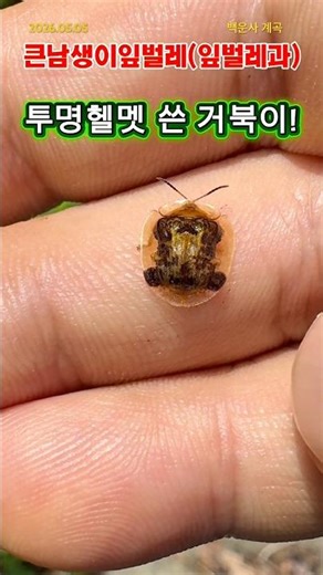 [GG-A832]👷투명 헬멧을 쓴 곤충! #큰남생이잎벌레 #영상도감 #생물관찰 #주변생물 #insects #잎벌레 #UFO #beetle #의왕 #백운사 #변태