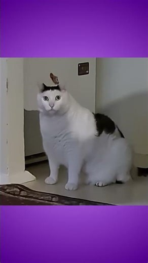 Why won't LEGO give us a Crab Droid? - Star Wars #lego #legostarwars #starwars #moc #droid