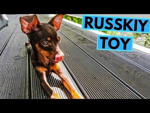 Russkiy Toy - TOP 10 Interesting Facts - Russian Toy