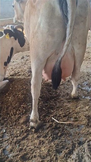 High Milk Yielding Cow Management | Top Quality Cow Features & Health #milkmanagement #dairycows