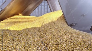 corn grain is unloaded from a truck at the port for loading onto a ship. Grain trade during war