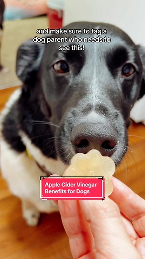Benefits of Apple Cider Vinegar for Dogs 🐶🍎 Let us know if you try these pawps at home! 🐾 #doggiesoftiktok #doggosoftiktok #dogtips #doghealthtips #doghealth #applecidervinegar