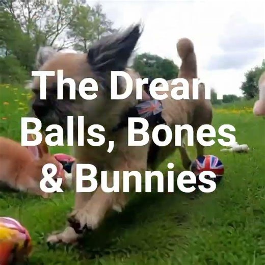 my favorite things in dreams ❤️