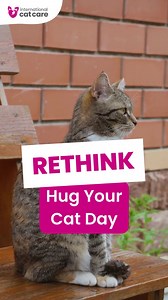 3.6K views · 138 reactions | We heard it’s #HugYourCatDay, but we are...
