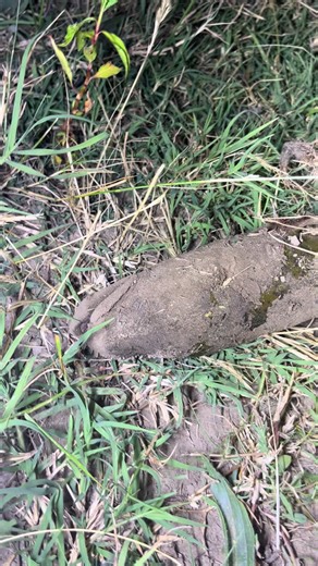 Went fishing by myself bc someone doesn’t go with me#eel #fishing #nga #dumb