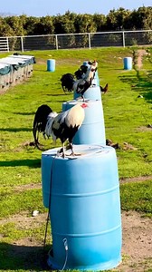 197K views · 10K reactions | Gallones esos giros #gallos #gallerosoy | Spring Valley Farm | Facebook