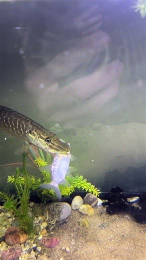 IKE the Pike Feeding Time: Watch This Monster Fish