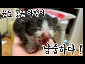 눈도 못뜬 고양이 냥줍!🐈갑자기 집사됐어요! 초보집사의 냥줍일기♥️아깽이의 브이로그♥️VLOG