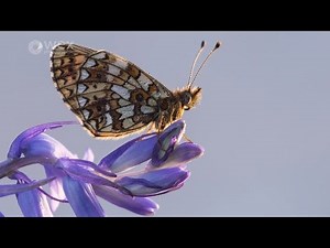 Advanced Photography: Macro with Ross Hoddinott