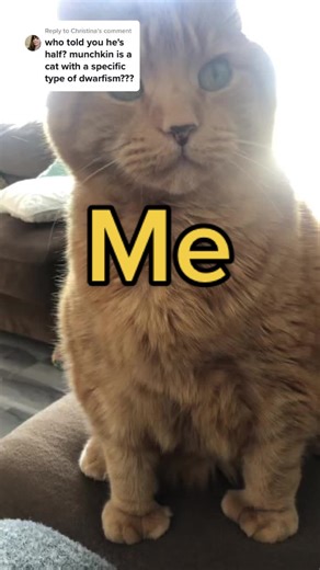 Cat with Dwarfism: Half Munchkin Revealed