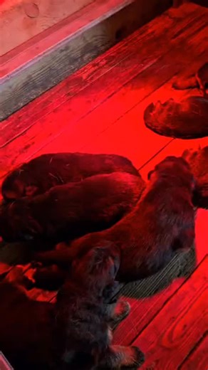 🐾 Un cucciolo speciale ti sta aspettando! Contattaci per info | Allevamento Pastori Tedeschi ''Di Casa Falcone''