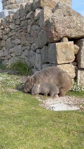 PSA: Willow the baby wombat and her mum are still adorable as ever and living their best lives in Wilsons Prom 🥹🤎 Did you know a baby wombat is called a joey, just like a baby roo!? 📍 Prom Wildlife Walk, Wilsons Promontory National Park, Visit Gippsland, located three hours southeast of Melbourne 📸 IG@georgia.wake | Visit Melbourne