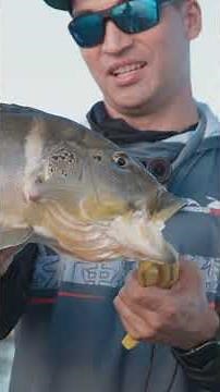 PEIXE GRANDE EM FRENTE A UMA GRANDE CIDADE.. SÓ EM PALMAS MESMO!! #fishing #pescaria #pesca