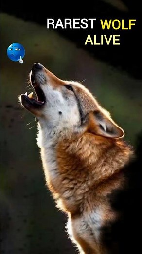 The Red Wolf | America’s Rarest Predator Fighting Extinction