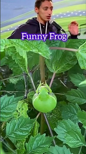 Funny Frog 🐸😂#funny #frog #shorts