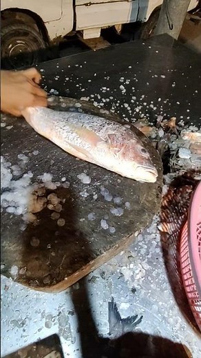 Mangrove Jack Descaling In 20 Seconds Beginner Guide 🐟✂️ #fish #skills #cleaning #shorts #asmr