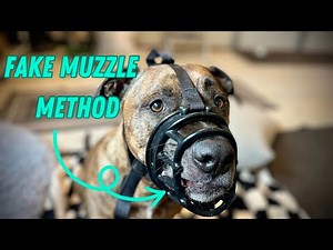 How to reintroduce a muzzle to a dog that HATES it.