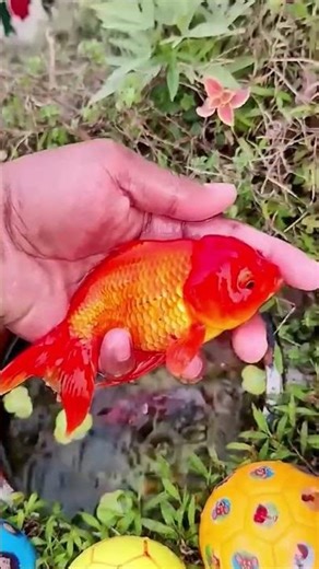 Evolution: Shock beasts growth 🤯 #animalgrowth #biotransformation