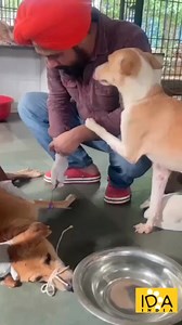 11K views · 767 reactions | Thank you for helping my friend  Animals show gratitude just like humans do  Our partners @In Defense of Animals India form loving bonds with the many patients they care for. Your support helps them save lives: https://bit.ly/45i5xqD . . Video @indefenseofanimalsindia Instagram #dog #HelpingOthers #HelpingAnimalsInNeed #HelpingHand #India #friends | In Defense of Animals | Facebook
