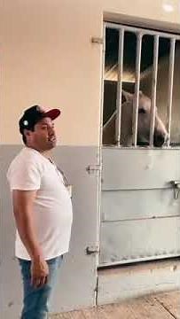 ¿Puedo acariciarlo? ❤️ #julionalvarez #lospasosdejulion #julion #mexicanos #shorts