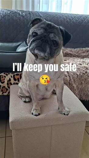 POV: My pug is a tiny bodyguard protecting me 🐾💖