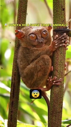 ​🤯 6 Animals Jo Aapko Shock Kar Denge! Abhi Dekho | Worlds Craziest Animals