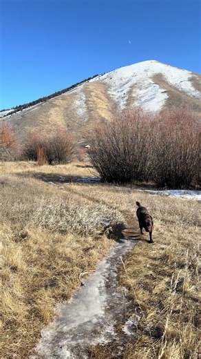 Your sign to take the pups for their favorite walk today! Rain or shine, it’s the best part of their day 🤎🤎 #doglife #adventuredog #idaho #chocolatelabrador #englishlab