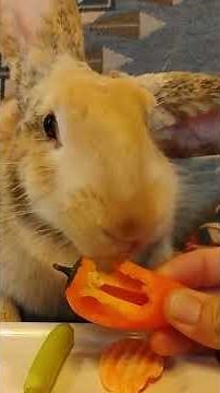 Giant rabbit eats fresh veggies #rabbit #bunny #bunnylifestyle #cuteanimals #funnypets #giantrabbit