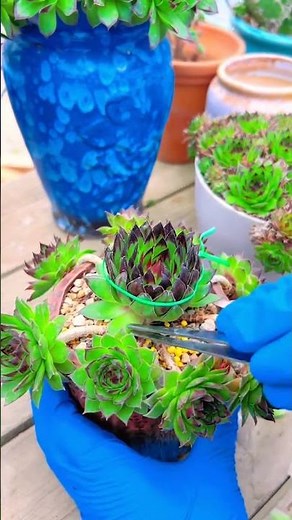 Succulent Care for Beginners: Essential Tips