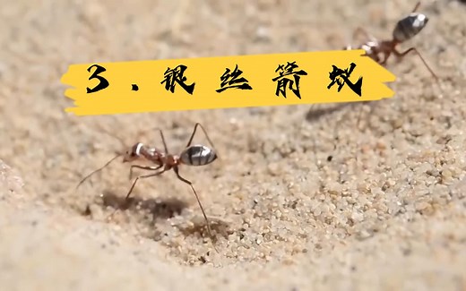 知道什么叫做豪蚁么？3.银丝箭蚁(Cataglyphis bombycina){Cataglyphis bombycinus}