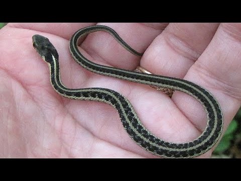 how to get rid of garter snakes very easy