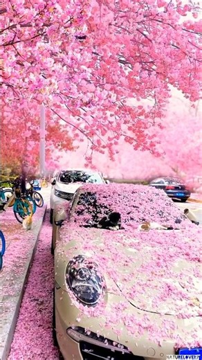 🌍 Most Beautiful Place on Earth | Heaven on Earth 🌿 | Unreal Natural Beauty 😍 November 26, 2025