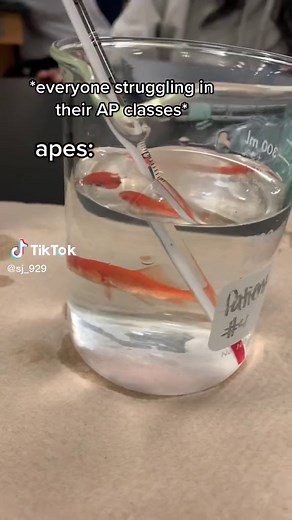 Can Apes Swim? A Drowning Monkey in Science Class