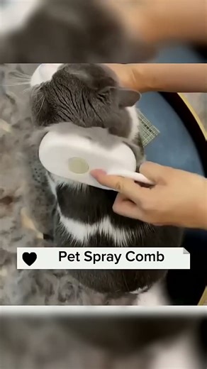 How to Keep Your Cat Entertained All Day 🎪 Link is on My Bio🐝 #CatLife