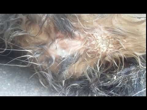 Maggots in cats genitals